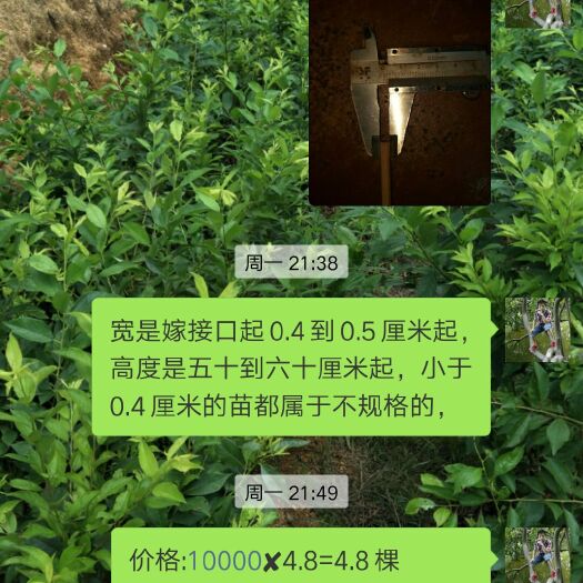 信宜市银妃三华李树苗 