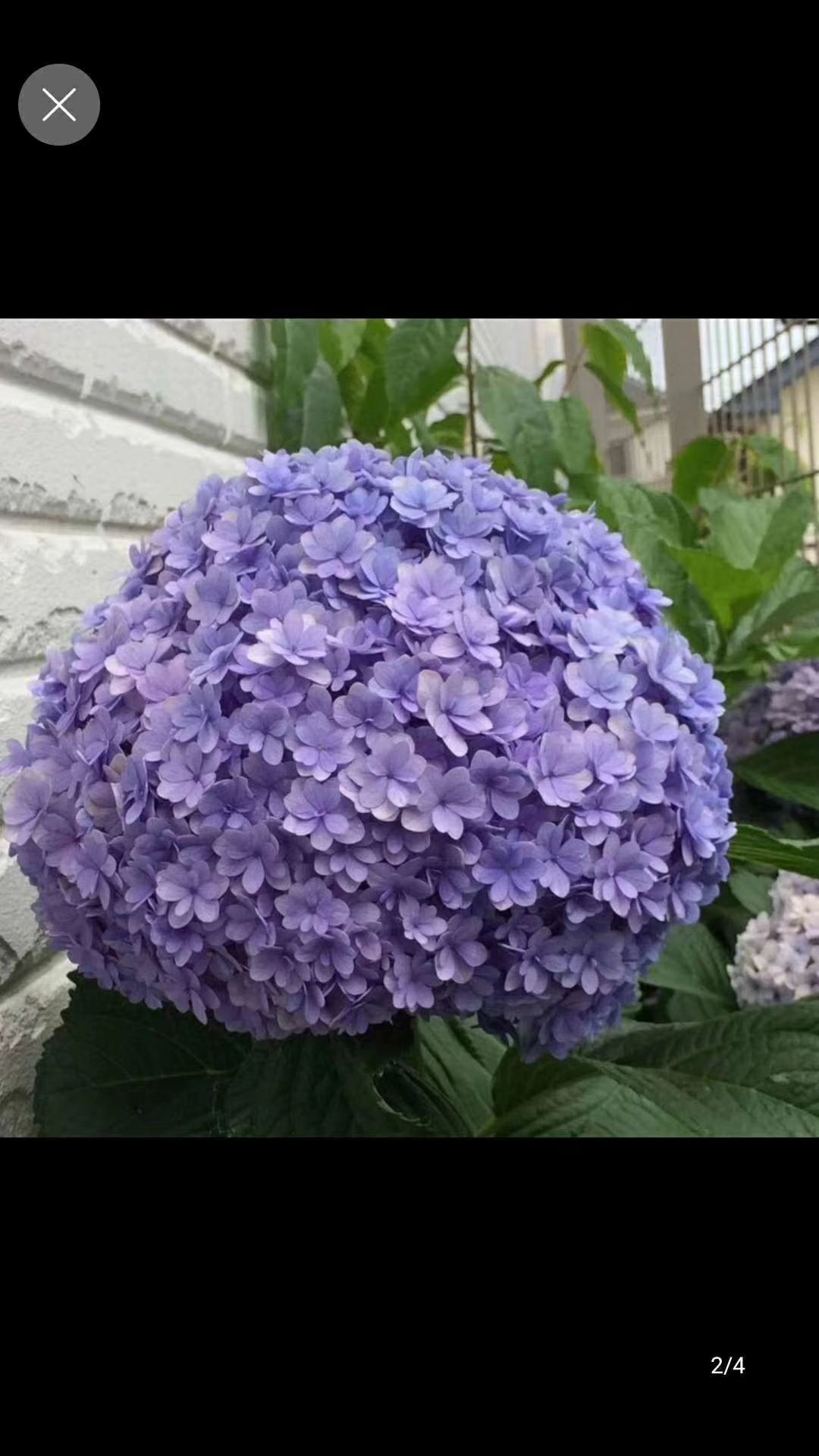 法国绣球  蓝色海洋 八仙花 绣球无尽夏盆栽鲜花木绣球