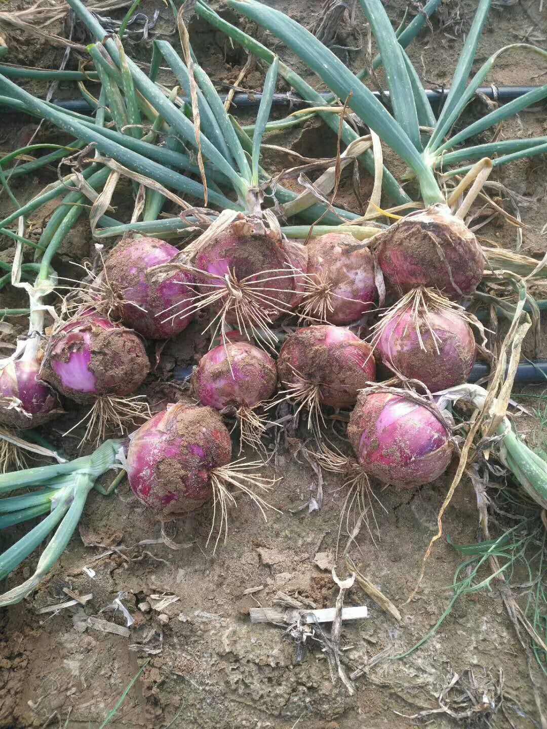 紫皮洋葱 5~8cm 紫皮 2~2.5两