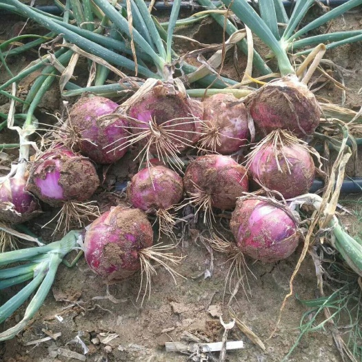 定边县紫皮洋葱 5~8cm 紫皮 2~2.5两