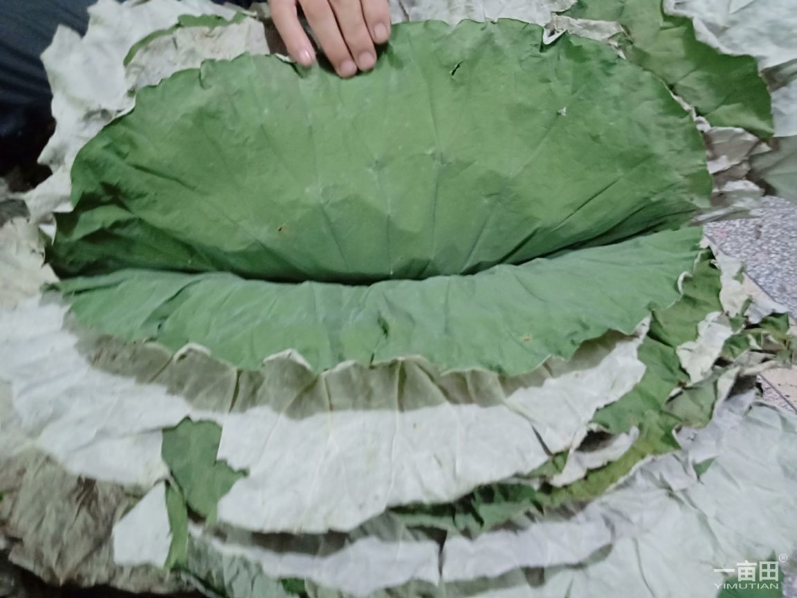 江西新鲜干荷叶选货