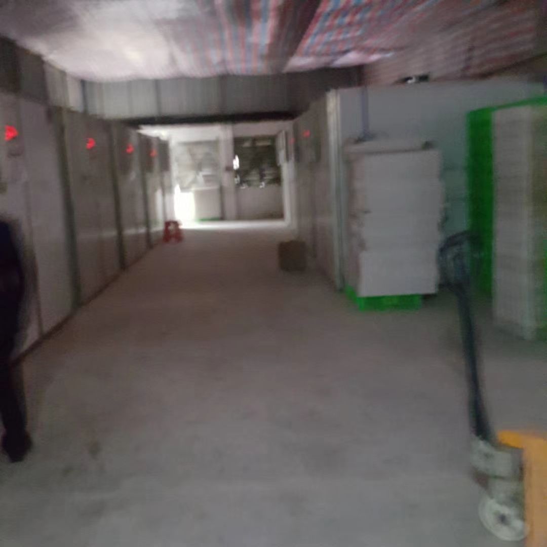 七彩山鸡苗鸡苗出壳苗