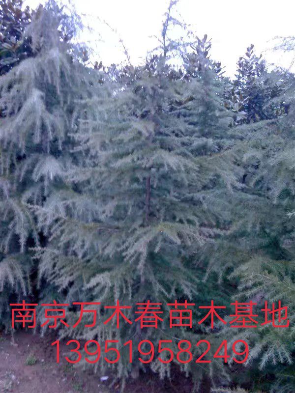 普通雪松  3米以上雪松大量供应