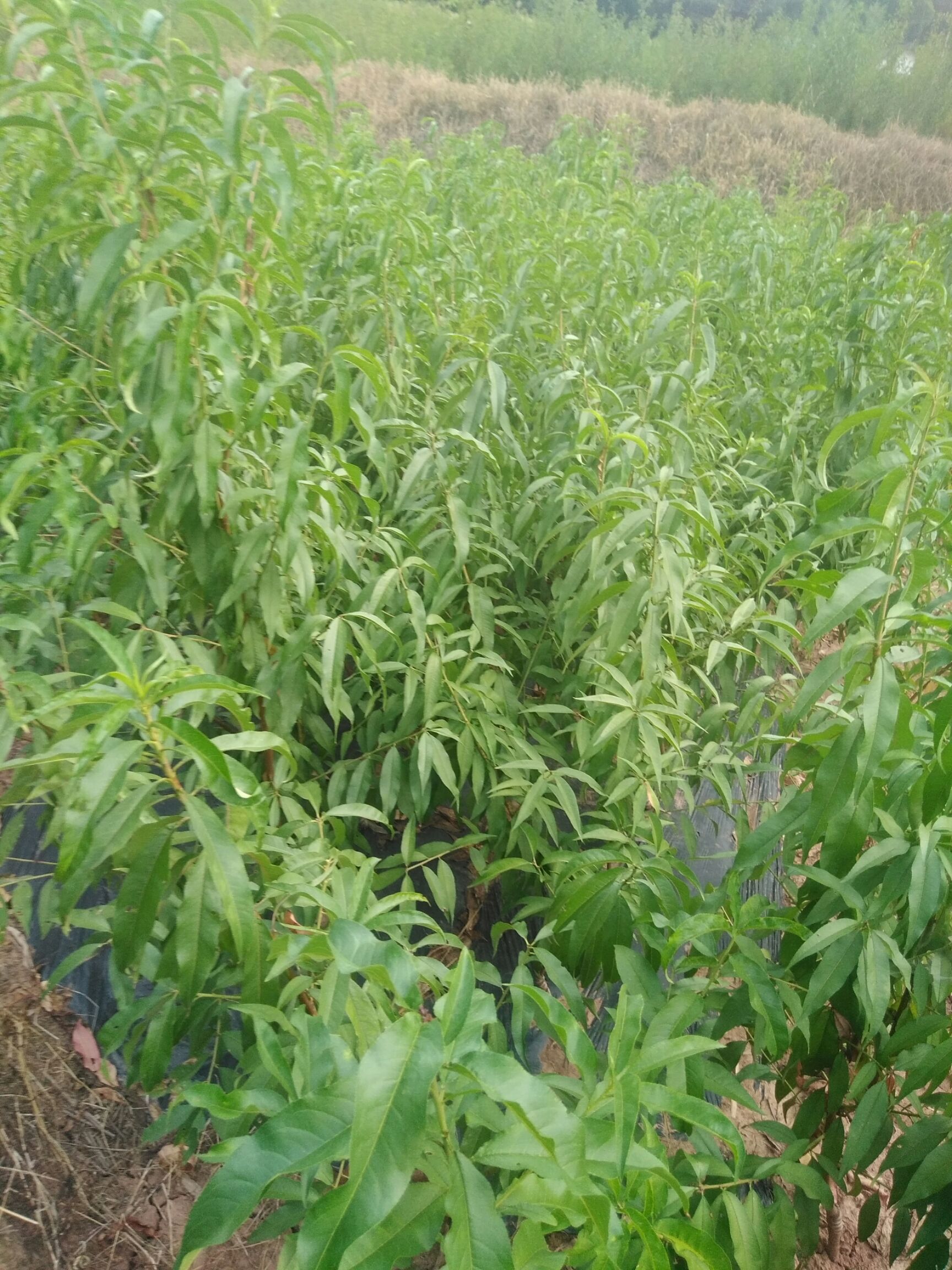  基地直发 嫁接桃树苗 品种齐全保证成活率 南北方适种