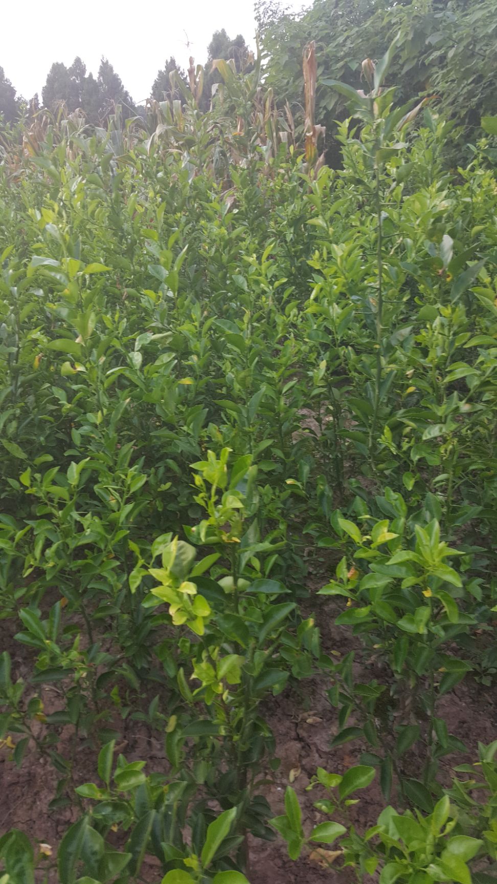 红桔苗 移栽苗 1~1.5米