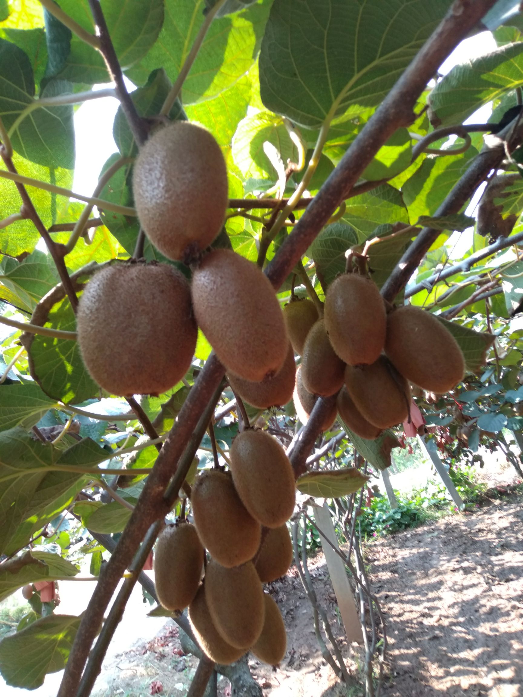 周至猕猴桃 70克以上