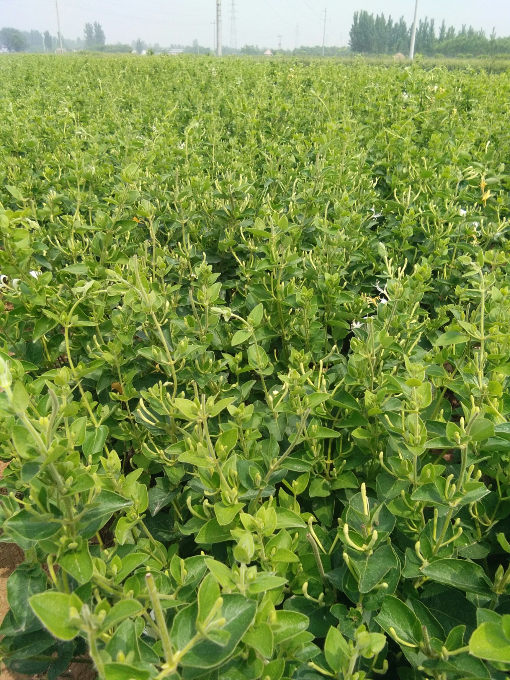 四季金银花苗 40~50公分