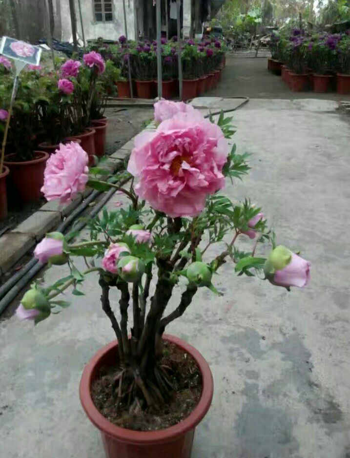 多花芍药 2cm以下 0.5米以下 