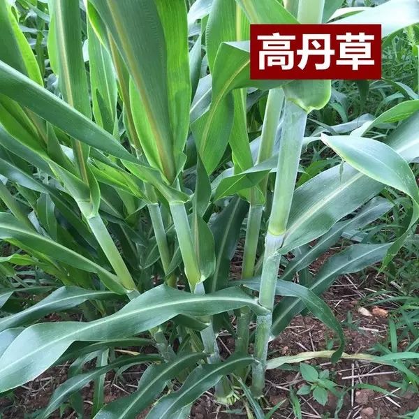 苏丹草种子 优质多年生牧草种子 鱼草 草籽 猪牛羊草饲料