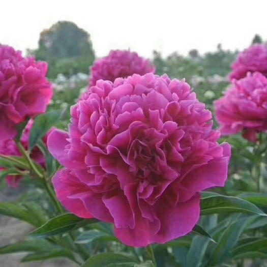 菏泽观赏牡丹 2cm以下 4cm以下 0.5米以下 