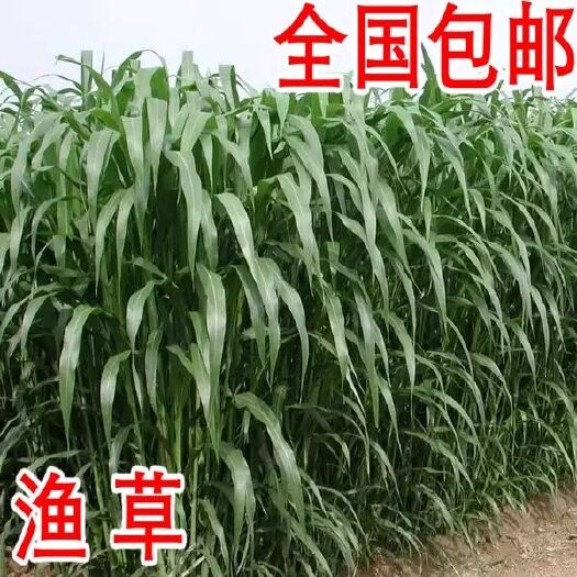 沭阳县苏丹草种子 优质多年生牧草种子 鱼草 草籽 猪牛羊草饲料
