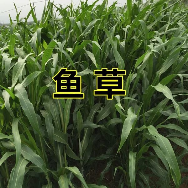 苏丹草种子 优质多年生牧草种子 鱼草 草籽 猪牛羊草饲料