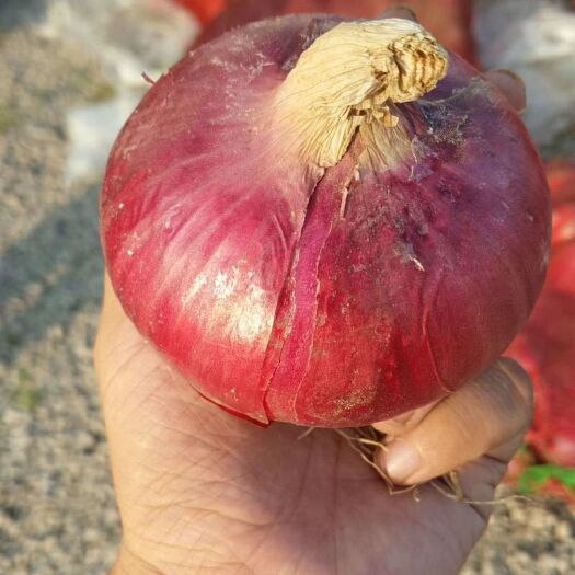 沂水县红皮洋葱 6~8cm 红皮 3.5~4两 