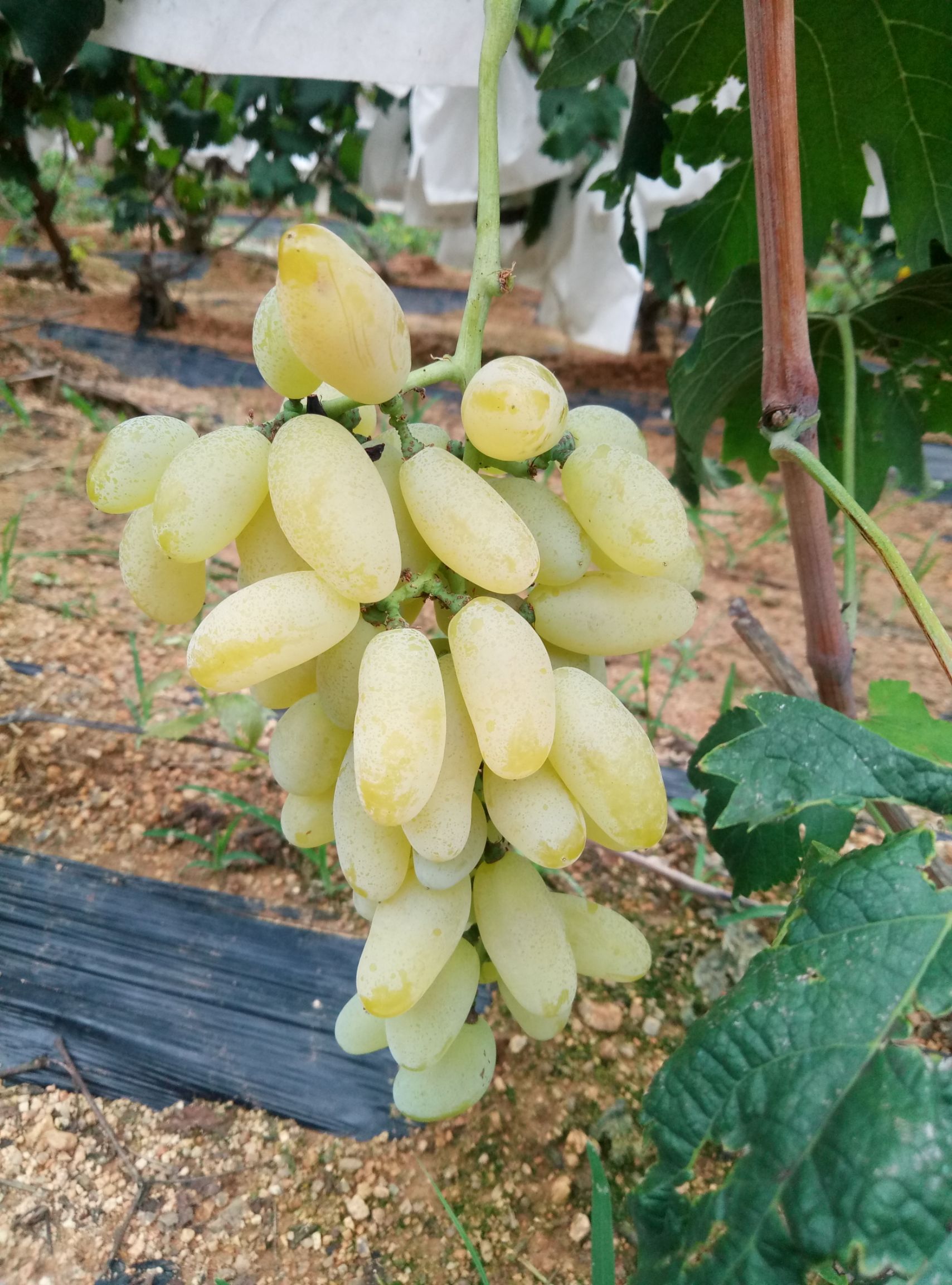 山东省青岛市平度市金手指葡萄 大泽山美味金手指,味道极佳.