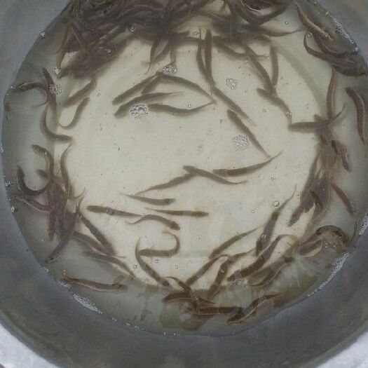 泥鳅苗，杂交泥鳅苗，泥鳅苗。大小规格齐全，送货上门