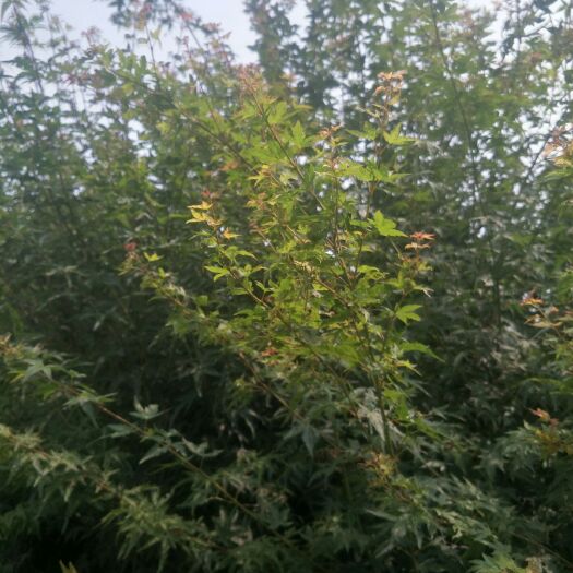 新沂市红边鸡爪械  枫树  鸡爪槭正宗小叶鸡爪槭