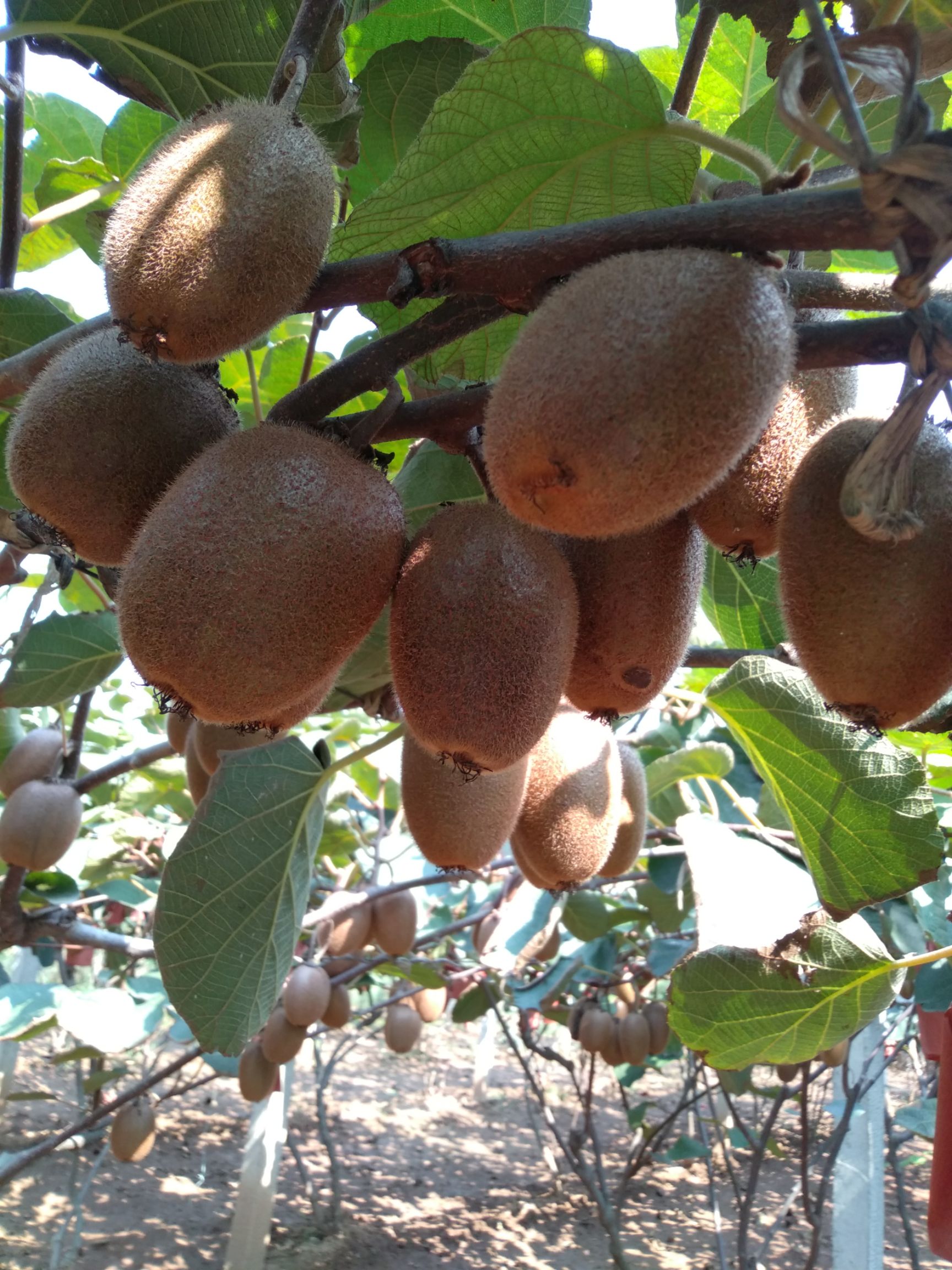 周至翠香猕猴桃