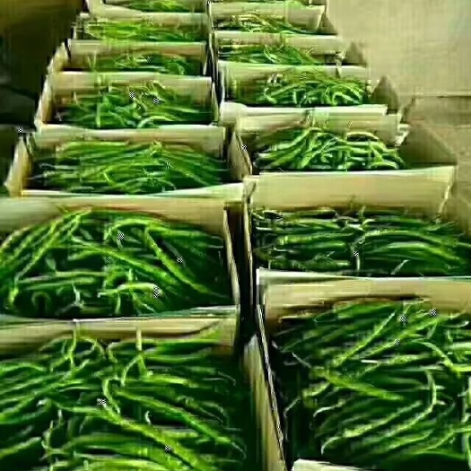 忻州L3线椒 5~10cm 红色 中辣
