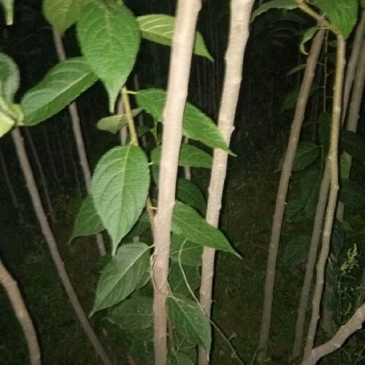 绛县杜仲苗