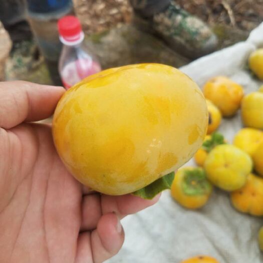 龙陵县脆柿 甜柿