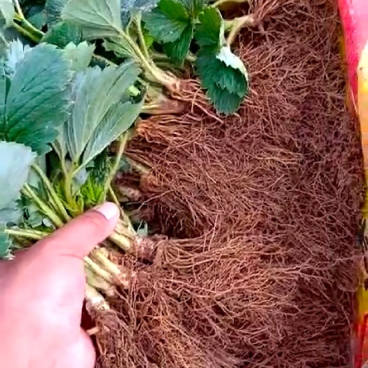 泰安妙香草莓苗 地栽苗 10~20公分 