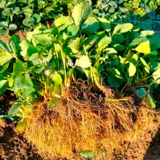 泰安甜查理草莓苗 地栽苗 10~20公分 