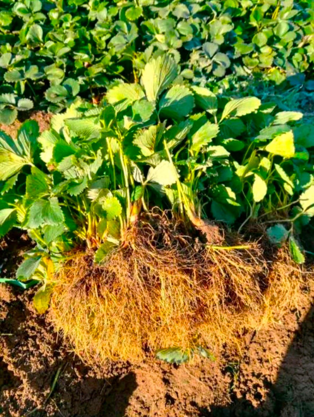 红颜草莓苗 地栽苗 10~20公分 