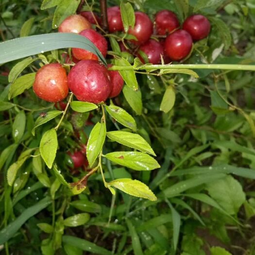 绛县钙果苗 0.5~1米