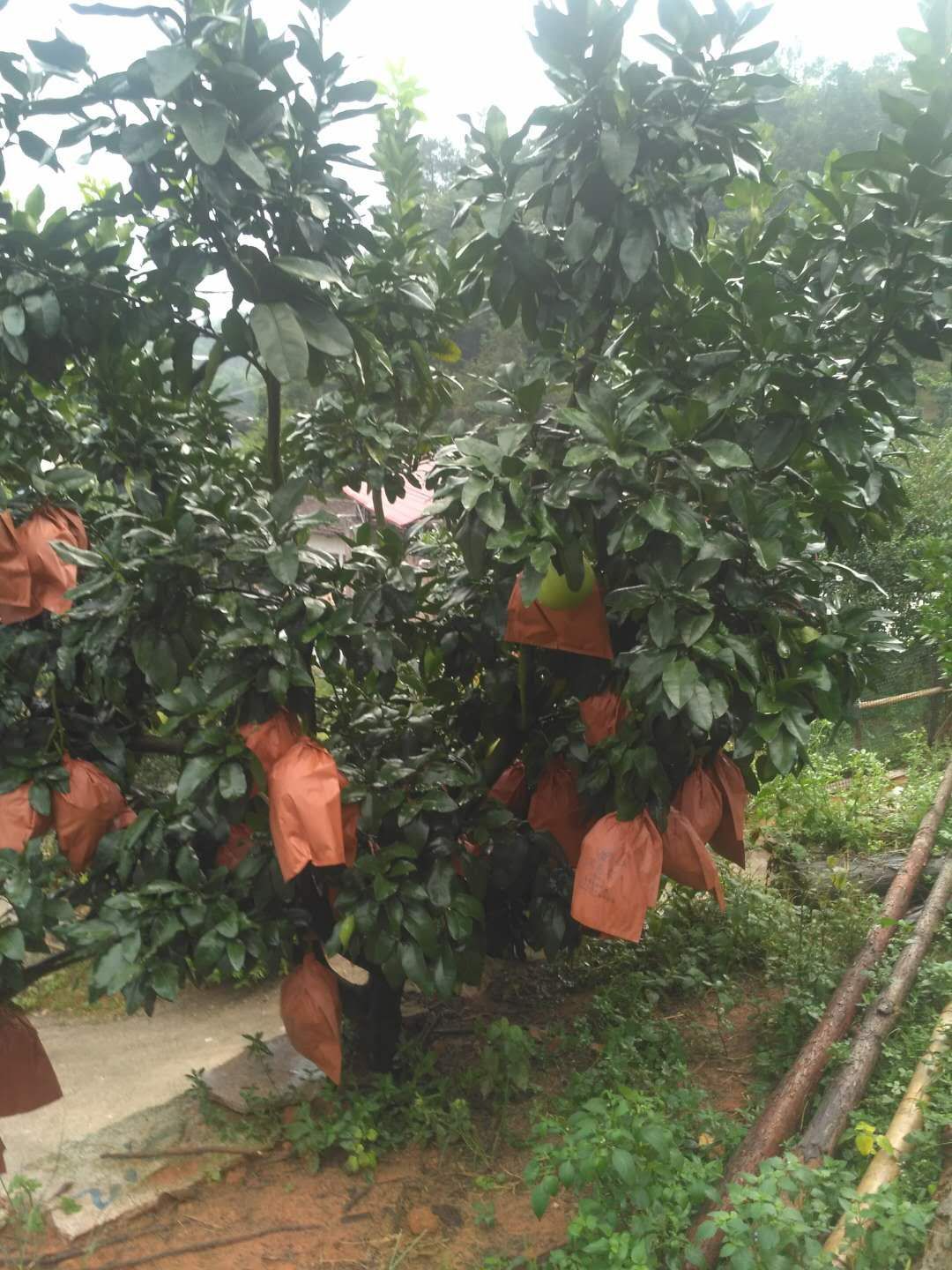 三红蜜柚 数量不多，需要的尽快购买