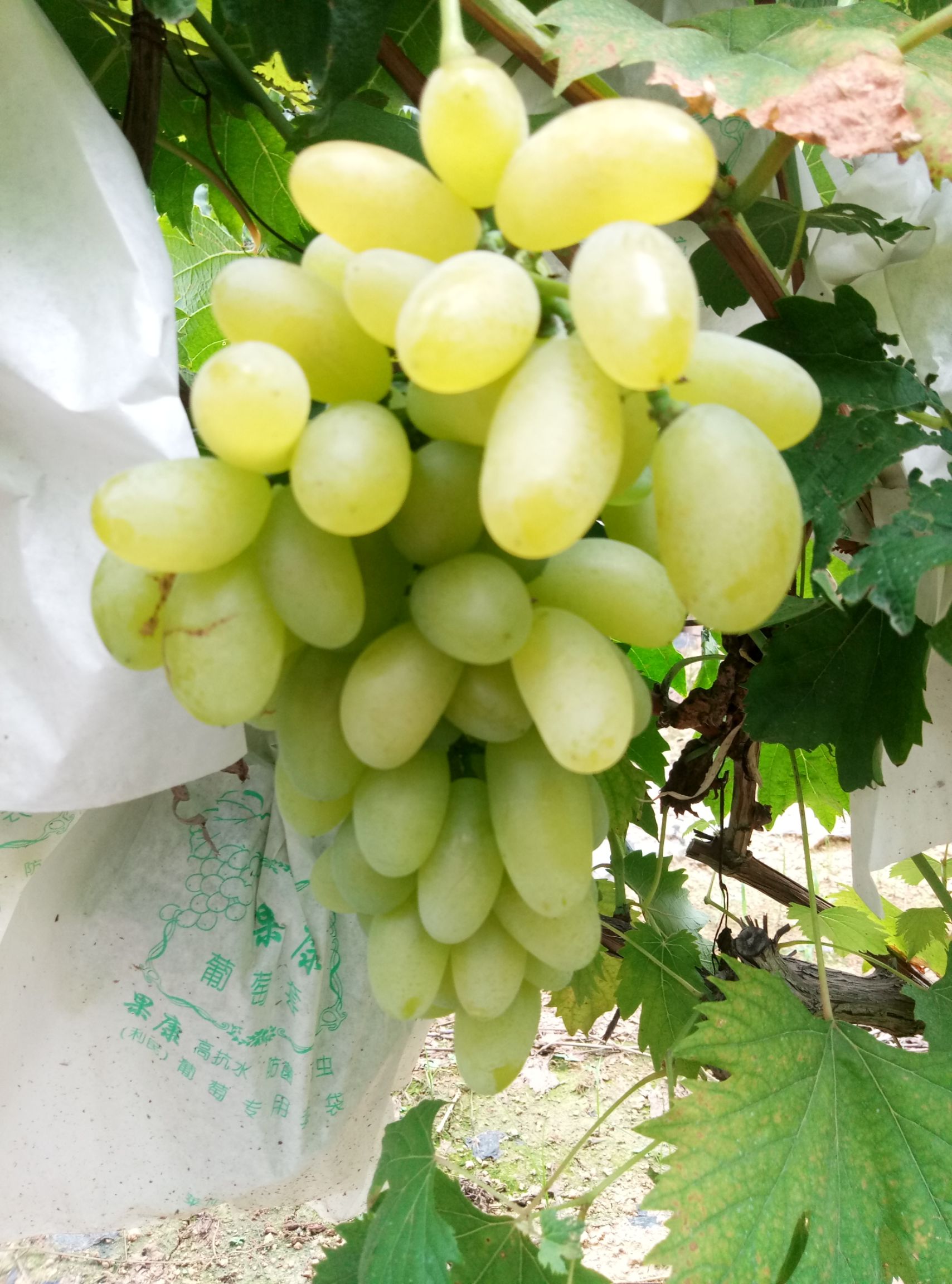 金手指葡萄 大泽山美味金手指,味道极佳.