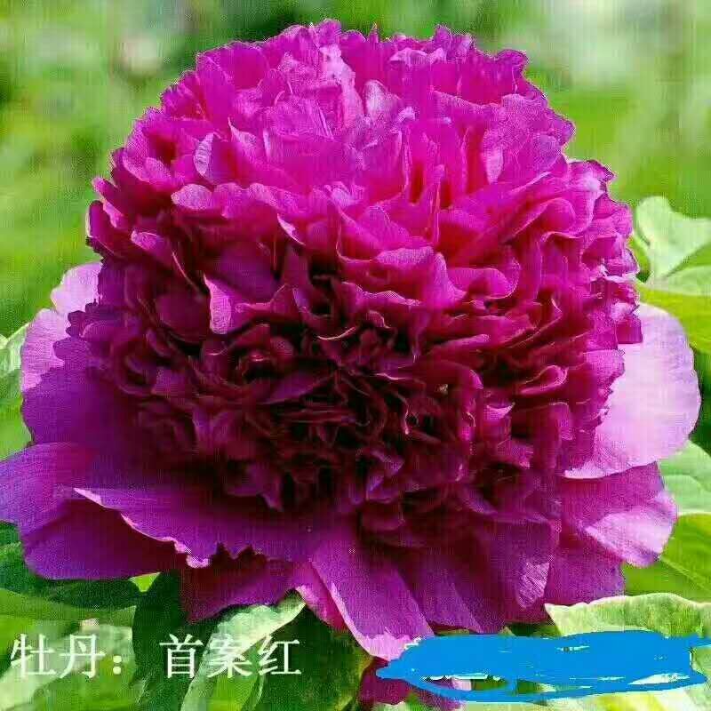 观赏牡丹 2cm以下 4cm以下 0.5米以下 