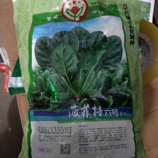 夏邑县大叶菠菜种子