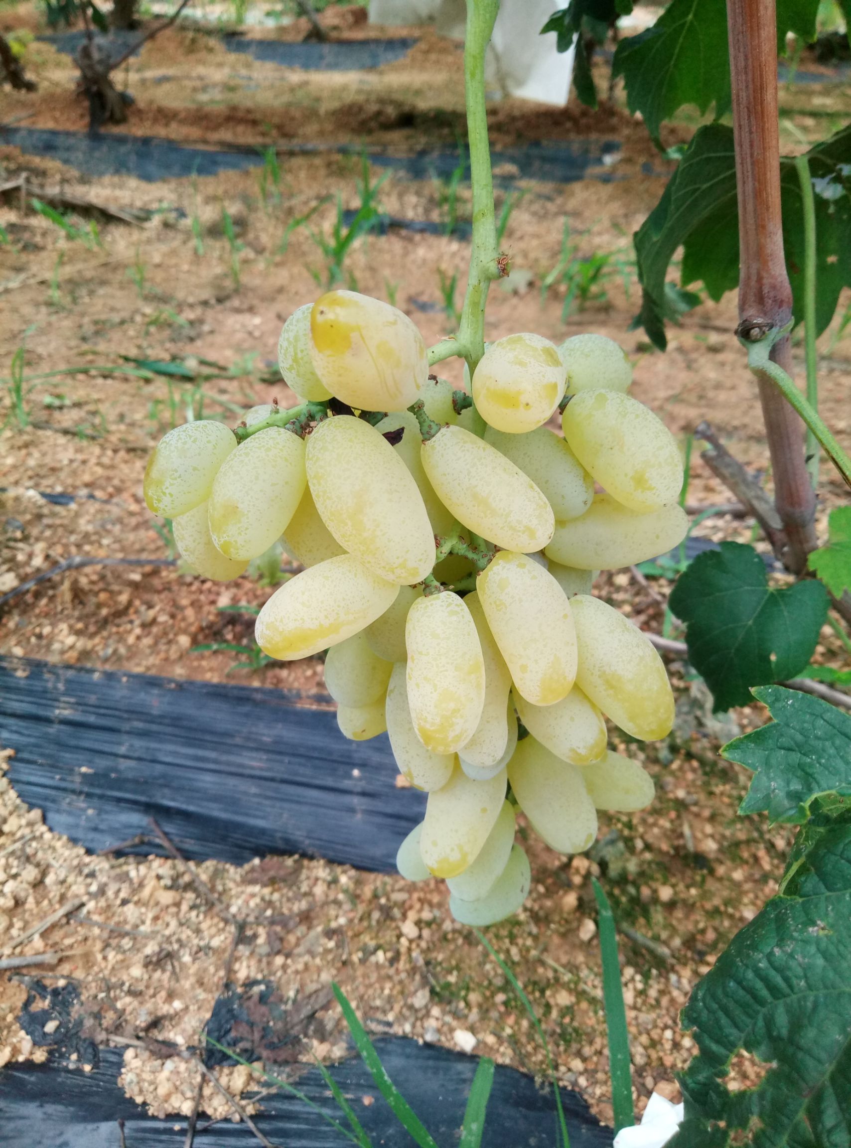 金手指葡萄 大泽山美味金手指,味道极佳.