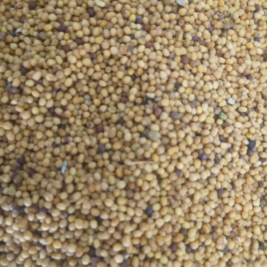 成都油菜籽