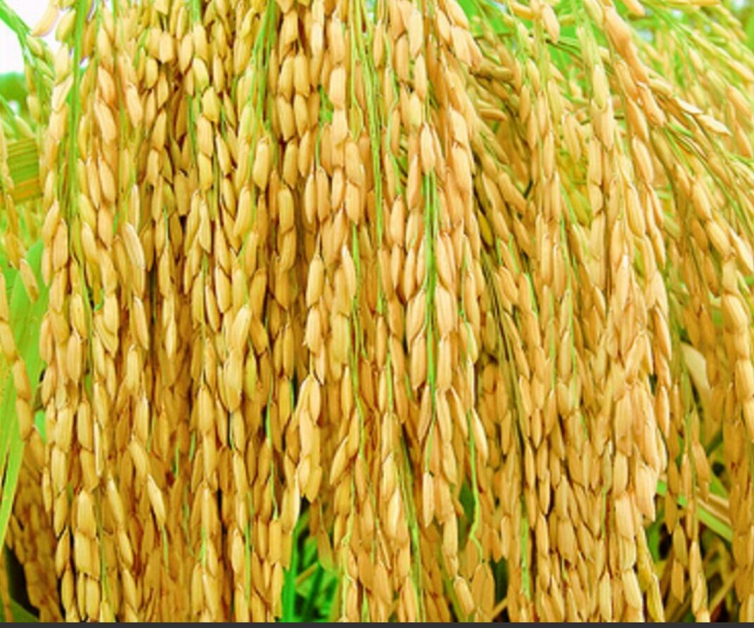 第一代籼型杂交水稻图片