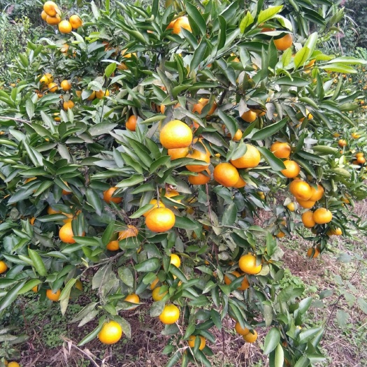 资阳蜜桔