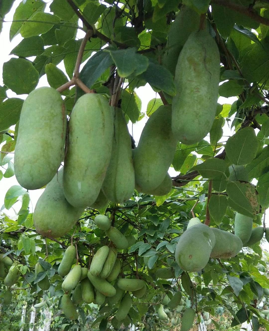 红棕八月瓜 种植 130-140g 