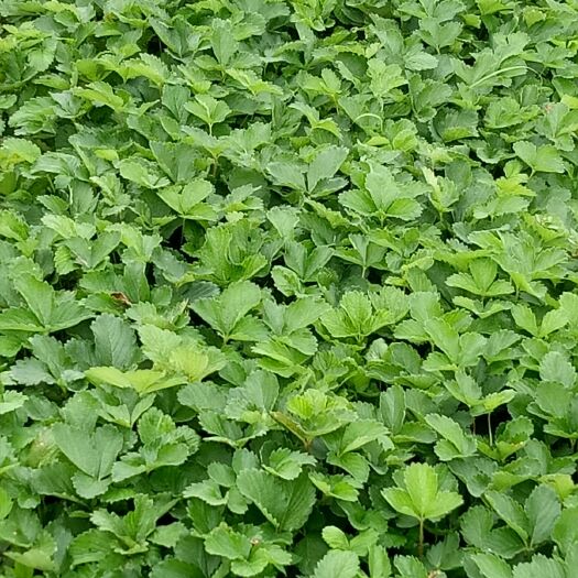 保定99号草莓苗 地栽苗 10~20公分 