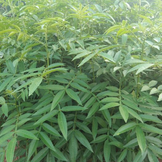 重庆市青花椒苗