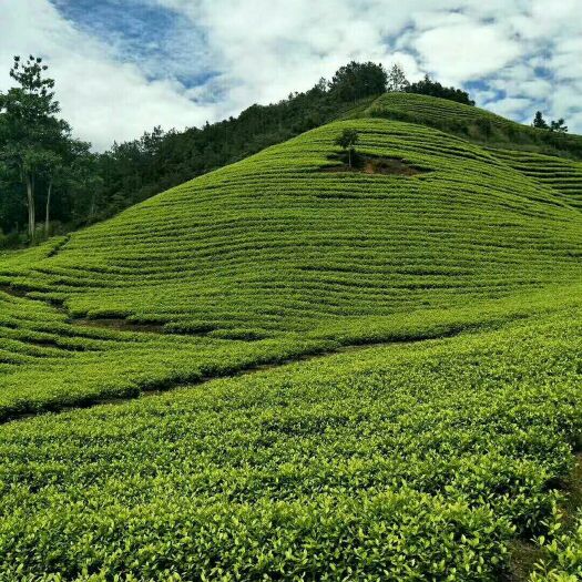 清镇市松阳香茶  散装 一级 绿茶