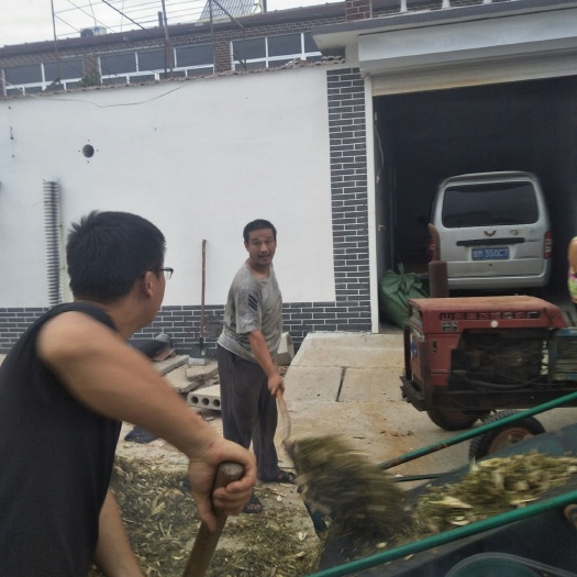 惠民县青贮饲料 