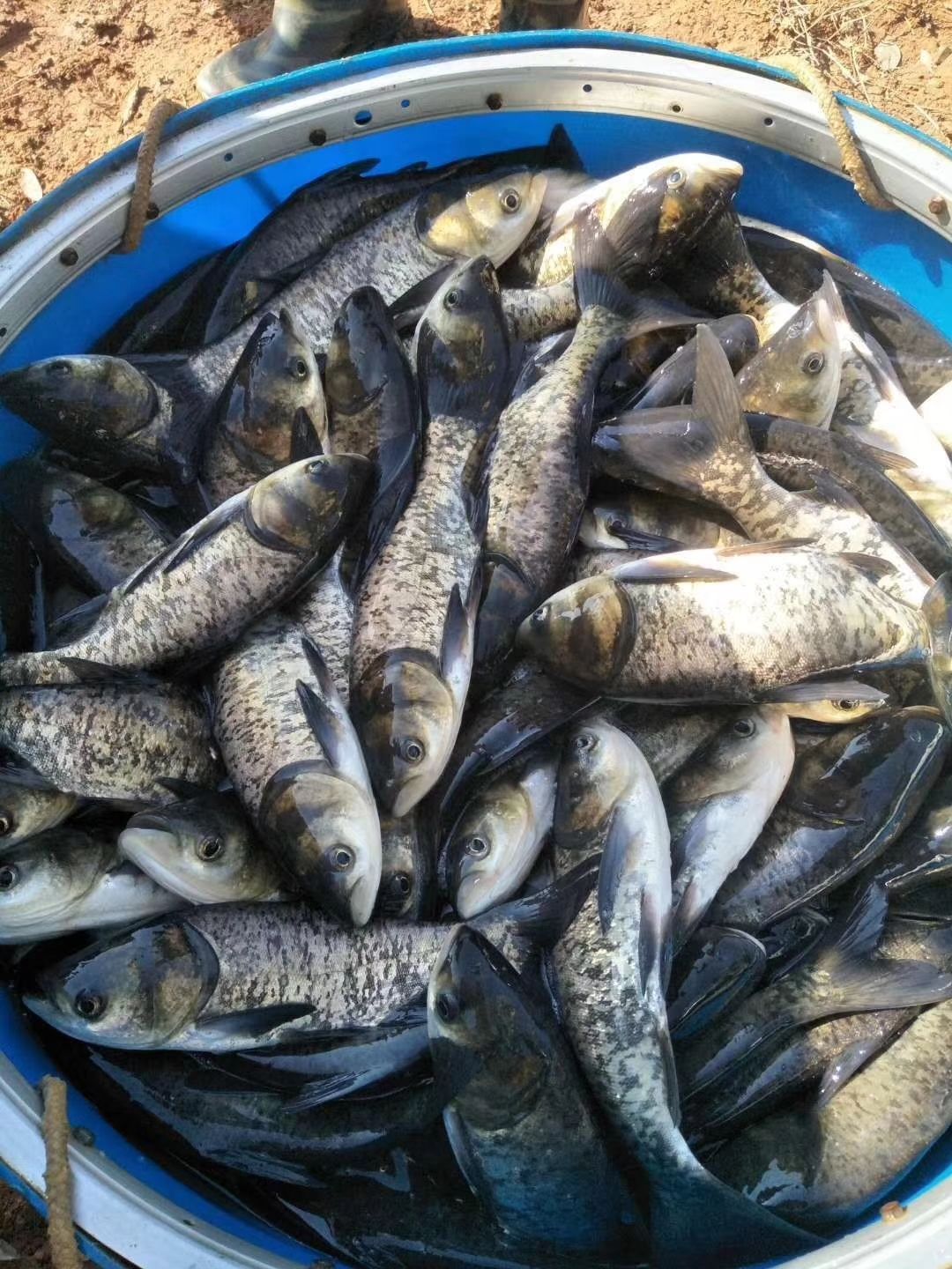 大头鱼鱼苗  花鲢鱼苗，大头鱼