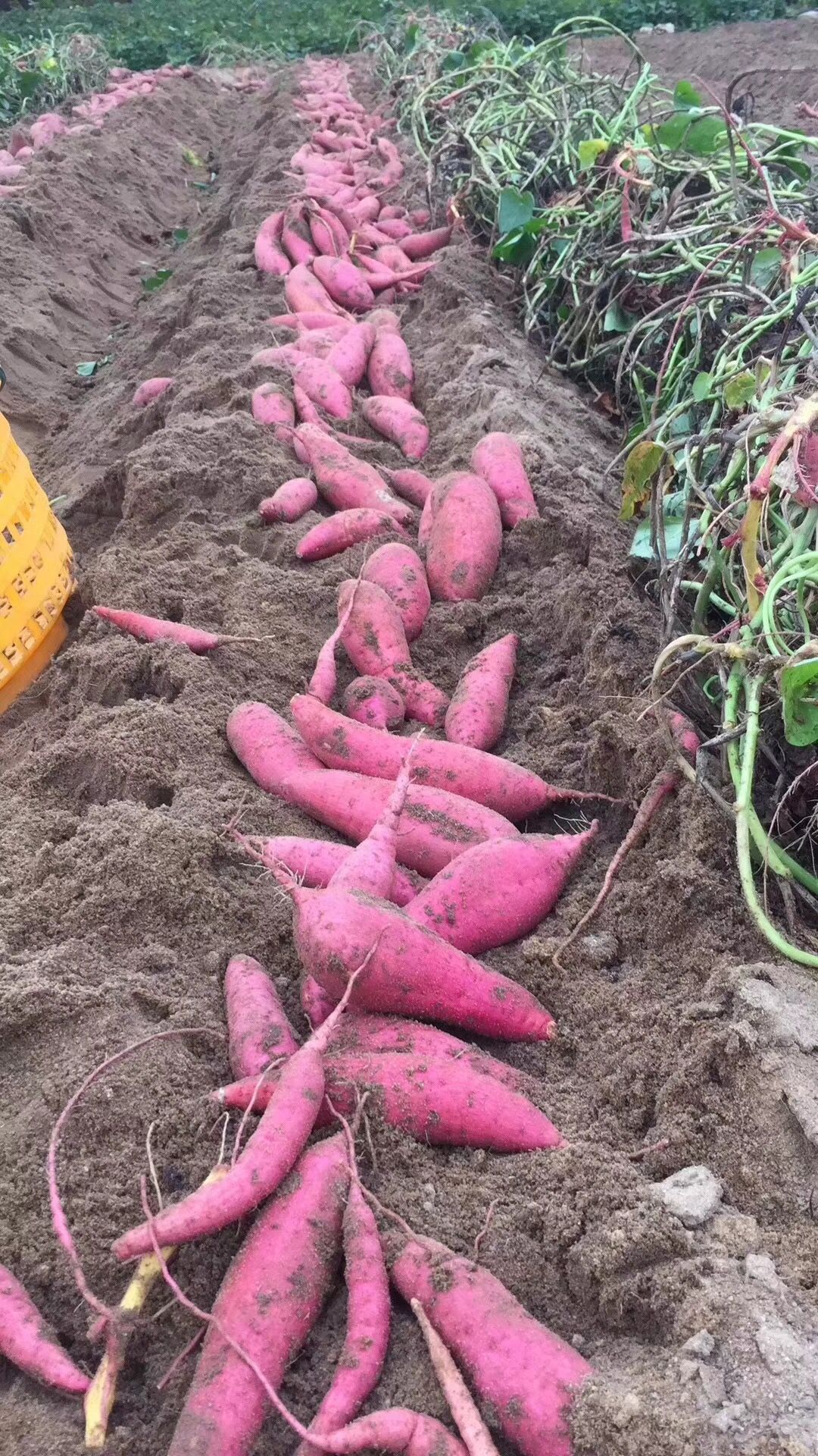 六鳌地瓜  福建六鳌红心小蜜薯