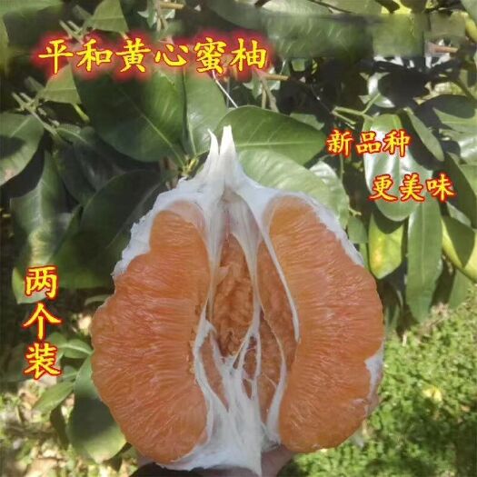 平和县黄金柚 2斤以上