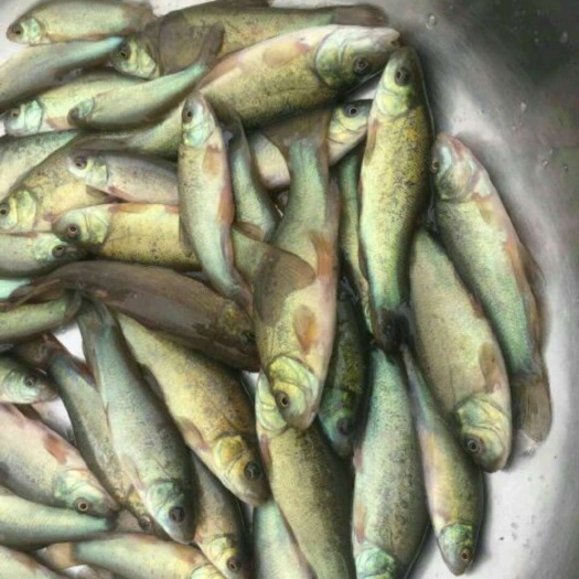 富顺县丁桂鱼苗  丁贵鱼苗，，大小规格齐全，提供技术支持成鱼销售