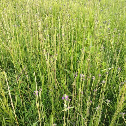 龙胜县鬼针草 