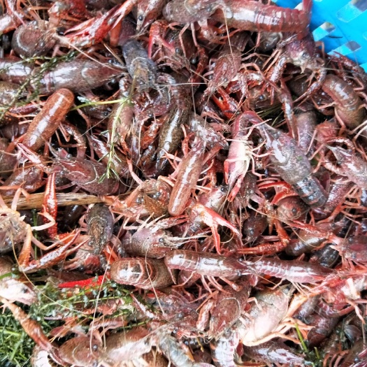 沭阳县龙虾苗