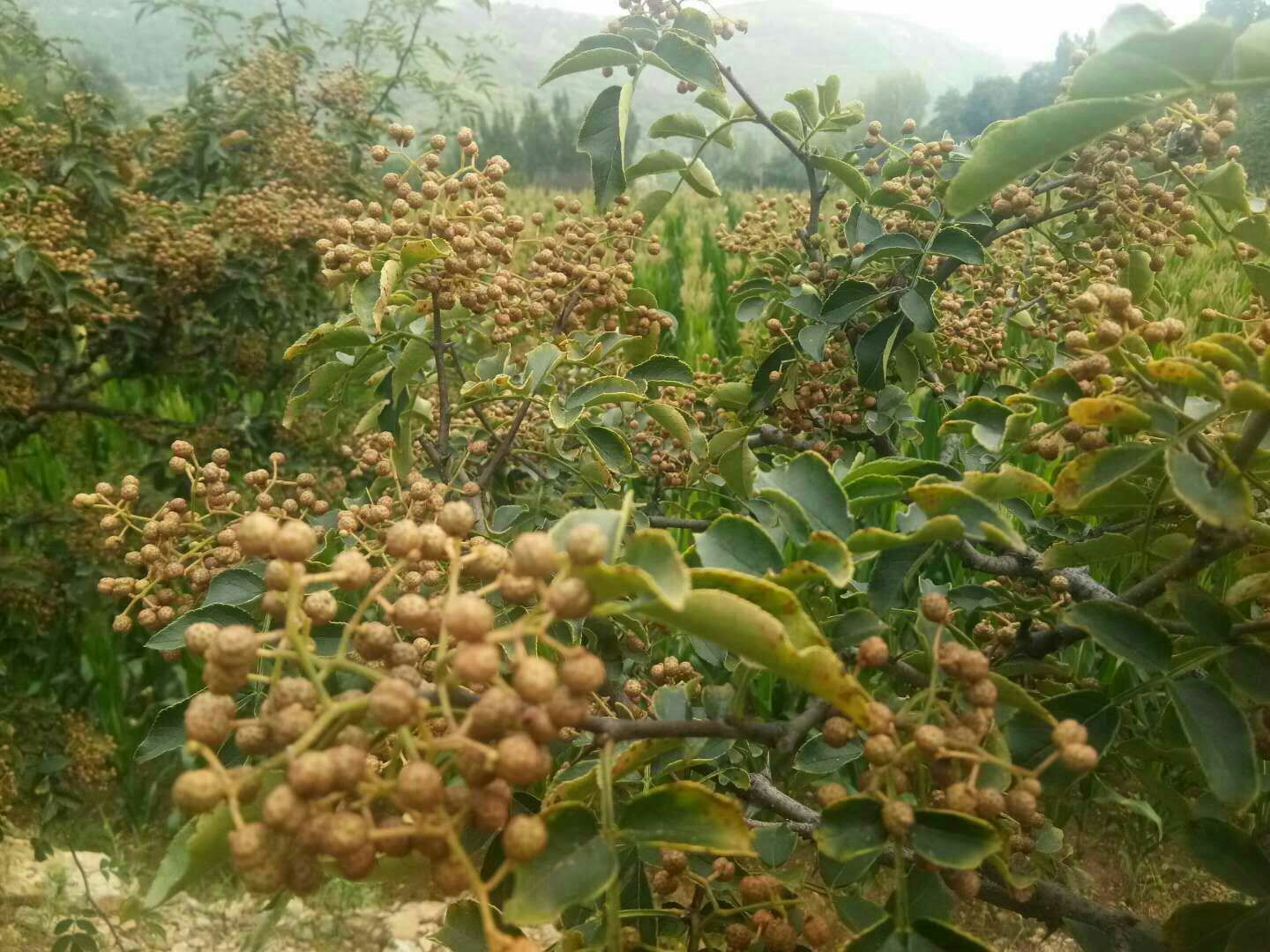 無刺花椒苗，產(chǎn)量高，易采摘，好管理