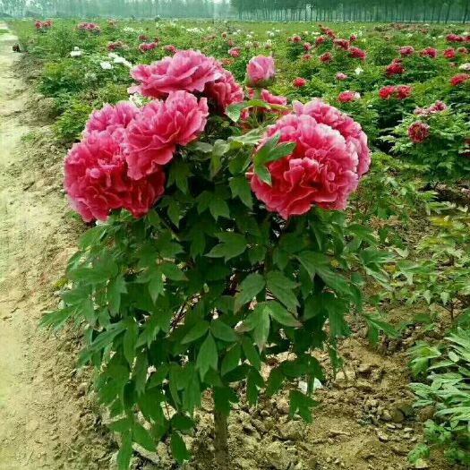 菏泽观赏牡丹 2cm以下 4cm以下 0.5~1米