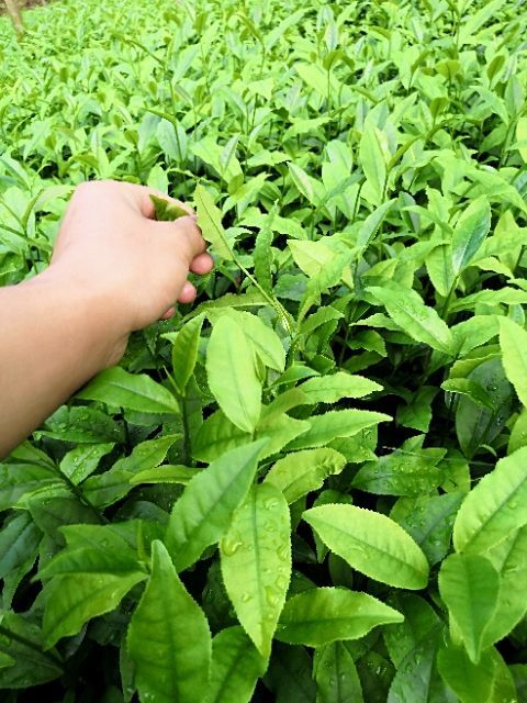 绿茶树苗 实生苗 0.5米以下